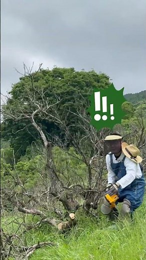 ハプニング！チェーンソーで枯れたみかんの木を切っていたら・・（京セラ CS-2502） #耕作放棄地 #農業 #伐採 #農機具 #電気チェーンソー #松田町
