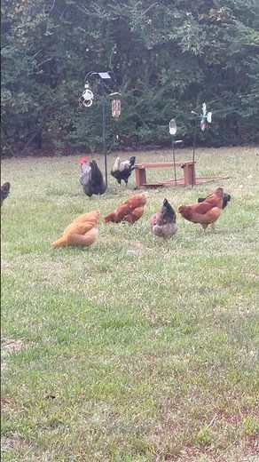 Life of Chickens: Foraging Fun! 🤩