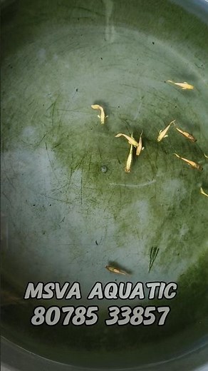 FULL GOLD GUPPY FISH FOR SALE | High-Quality Livebearer Aquarium Fish | Shipping & Local Pickup