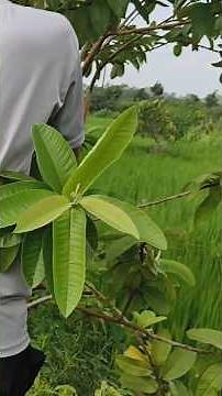 Pruning technique in guava tree #pruning