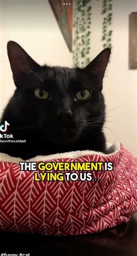 The earth is a cat! #cat #funny #memes