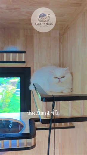 🎊🎉🥳 ยินดีต้อนรับน้อง เปี๊ยก และ พี่โน่ สู่โรงแรมแมว Sleepy Neko -Cat Hotel นะครับ น้องๆตอนแรกกลัวกันมากๆเลยครับ ไม่กล้าลงมาเลย ทำความรู้จัดด้วยขนมเลีย 1 ที ตอนหลังเปิดปุปลงปัปทันที น่ารักมากๆครับ 😍 🥰 ดูรีวิวและสถานที่ได้ที่ https://maps.app.goo.gl/GE94qjP7qrRjvqBy7... 🏠 ห้องใหญ่ กว้างขว้าง อยู่แล้ว ไม่อึดอัดแน่นอน 🍽 มีชามน้ำ-ชามอาหาร 📥 มีกระบะทราย / ทรายแมวให้บริการ ฟรี 🎥 มีกล้อง CCTV (ดูผ่านมือถือ 24 ชม.) ฟรี 🌲 มีหน้าต่างกระจกดูวิว ส่องนกในห้องส่วนตัวทุกห้อง 🍃 บรรยากาศร่มรื่น ไม่แออั