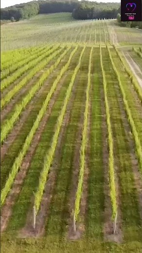 Best places to visit in michigan - Traverse City - traveling videos