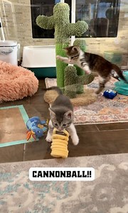 Kitten Smackdown: Coco Loco vs. Puffinator Watch "Fight Club" starring Biscuit and Grayvy: https://www.facebook.com/watch/?v=810551110826601 | Bordernerd