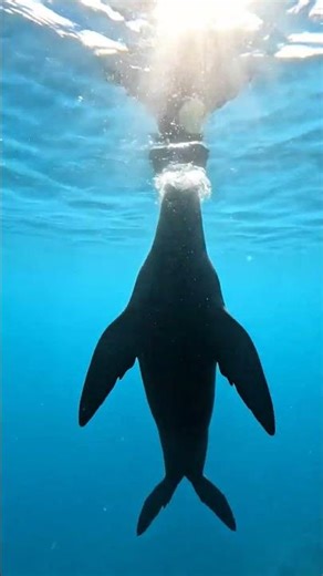 Ambient Underwater Atmosphere #jellyfish #cinematicdreams #deepsea