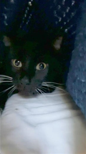 What’s under the blanket? #SHIDAtube