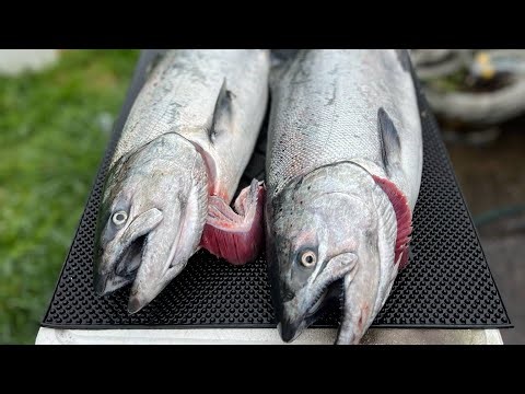 How to set up Cut Plug for bank fishing(Plunking)
