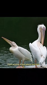 252K views · 7K reactions | Our migratory birds are decreasing due to decline for suitable habitats!!পরিযায়ী পাখিরা কমে যাচ্ছে দিনদিন!! #NaturalBeauty #wildlife #wildlifephotography #naturelovers #nature #birdphotography #birds | Anis Sheikh | Facebook