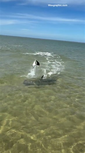 Nature Geography | A stingray sought refuge in humans to avoid being eaten by a hammerhead shark. A giant shark attacked a stingray on the beach. A stingray... | Instagram