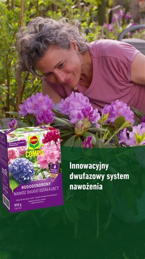 Rododendrony i hortensje w pełnym rozkwicie. Z COMPO