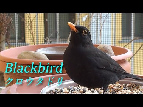 クロウタドリの紹介【Blackbird】