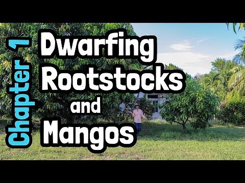 Dwarfing Rootstock and Mangos- Chapter 1
