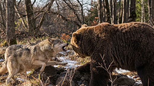 Watch what happens when a pack of wolves attacks a bear