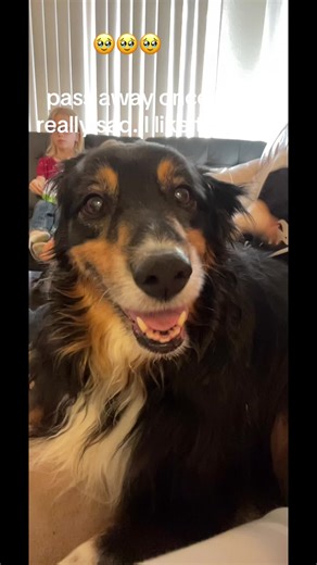 James Halliday on TikTok