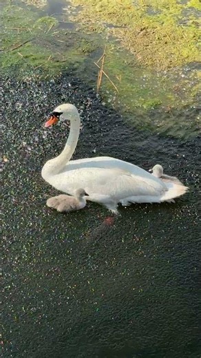 “Two cygnets stay close to their mum on the Long Water 🦢🐣🐣🌊”
