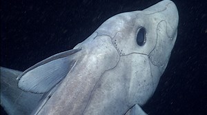 Un étonnant requin fantôme filmé pour la première fois dans les profondeurs