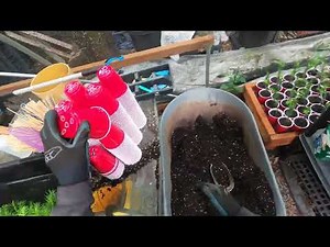 Monkey Puzzle Tree seedling transplanting to cups