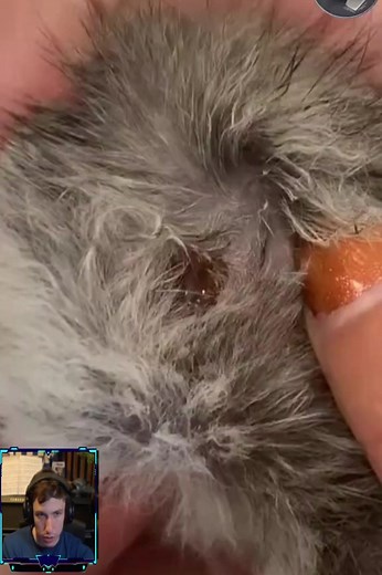 Reacts to Botfly Removal Rescue Animals🤩#botflyremoval #maggot #removal #botfly #amazing #botflylarva #satisfying #veterinary #larvae #dog #dogs #cat #cats #animals #botfly #botflyremoval #botflymaggot #botflylarva #botflyeggs #botflylarvae #botflyworm #loveanimals #lovedog #lovedogs #animalsoftiktok #virall #viralvideo #lovecat | Punjab to Pardes