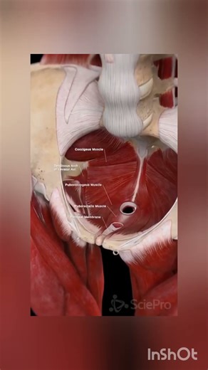 🔥 Posterior Muscles Anatomy | Complete Guide to Back Muscles 💪🧠