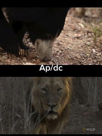 Asiatic lion vs sloth bear