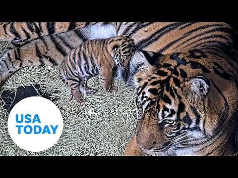 San Diego Zoo welcomes newborn Sumatran tiger cub | USA TODAY