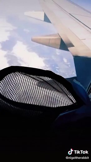 Flying with a Rabbit on Alaskan Airlines