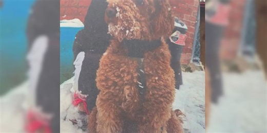 Couple loses thousands in puppy scam that started on Facebook