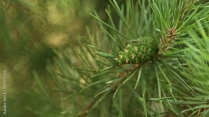 Coniferous trees in spring. Close up of cones and young shoots on the pine branches. Young buds with cones on spruce. Green long needles on a branch with cones