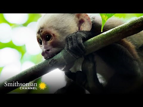 A Baby Capuchin Struggles to Forage for Food 🐒 Into the Wild Colombia | Smithsonian Channel