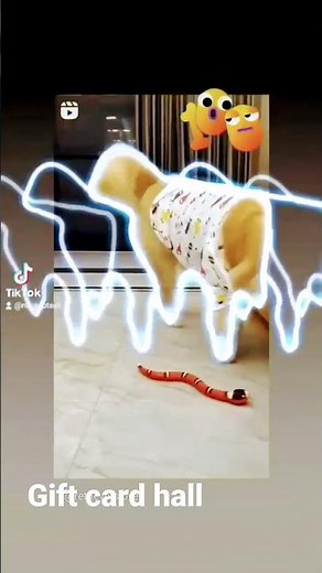 funny dog dance
