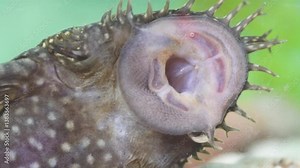 Extreme close-up of a bristlenose pleco's sucker mouth, showing its unique structure and texture for gripping surfaces.