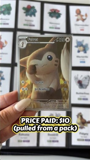 National Pokédex Journey - Furret