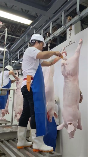 Slaughtering (Swine - S) Evisceration process