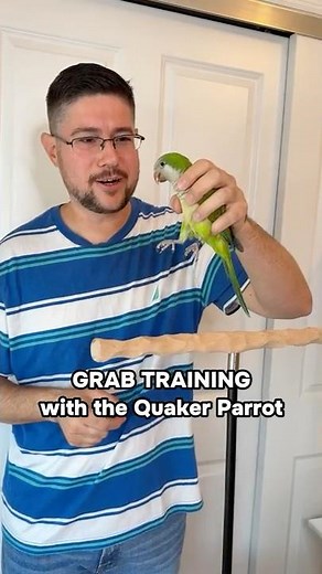 Grab Training with Quaker Parrot