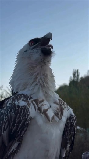 The Bearded Vulture, scientifically known as Gypaetus barbatus, is one of the rarest birds of prey. Unlike other vultures, it feeds primarily on bones which it breaks by dropping them from the air onto rocks. Its unique adaptation allows it to thrive in harsh mountain habitats, making it a remarkable specialist within the avian world. #scientistafghan #beardedvulture #birds #bones #nature #wilife | Scientist Afghan