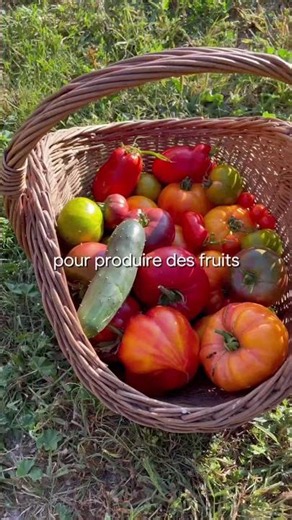 3 tips for pollination in greenhouses and vegetable gardens