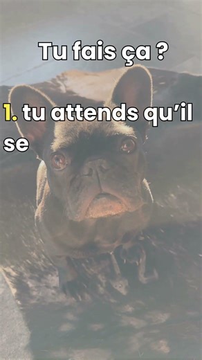 Laisser ton chien aboyer empire le problème