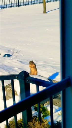 "Overly Dramatic Squirrel"