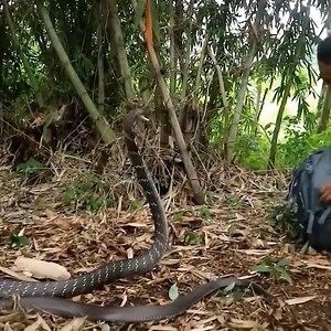 20K views · 226 reactions | Man catches snakes with his hands, nervous every second. | Nature Diary | Facebook