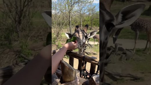Get up close to feed a curious giraffe in action