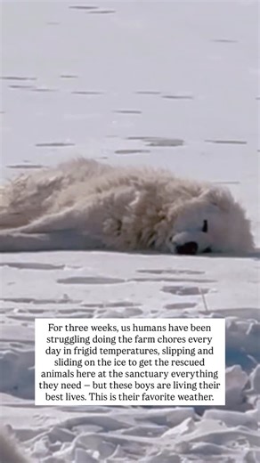 Caitlin @ Rancho Relaxo on Instagram: "Michael, Ramiel, Azrael and Raphael are LOVING this weather. Vacation vibes. All while us humans are struggling doing the farm chores. 🫠😆 #greatpyrenees"