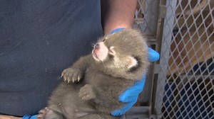 Baby red panda born at Milwaukee Zoo