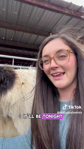 Discover Mini Cows: The Adorable Highland Cattle