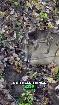 Hunting Ethics: Was This Deer Shot Cleanly? #shorts