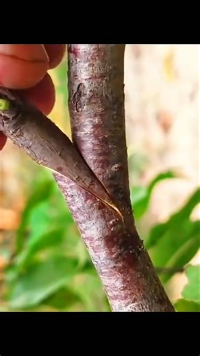 Top Grafting Tips for Faster Plant Growth | Gardening Secrets
