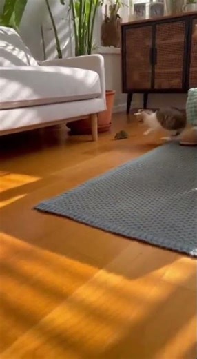 15 Clips of Clever Little Mice and Their Home Adventures