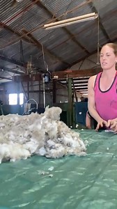AAA Shearing WAGIN WA on Reels