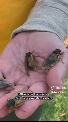 Cicada Invasion 2024: Trillion Periodical Cicadas Swarm Parts of US