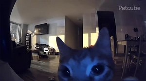 Funny Cats on TikTok: Hilarious Moments and Clips