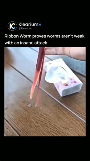 KLEARIUM on Instagram: "A ribbon worm's hunting strategy is often described as a "secret attack" due to its unusual method of capturing prey. Using a retractable, tube-like organ known as a proboscis, the worm can swiftly strike without warning. In some species, this proboscis is tipped with a harpoon-like stylet capable of piercing its target and injecting paralyzing toxins along with digestive enzymes. This combination allows the ribbon worm to immobilize its prey while beginning the digestion